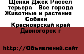 Щенки Джек Рассел терьера - Все города Животные и растения » Собаки   . Красноярский край,Дивногорск г.